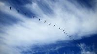 Pelican Parade�